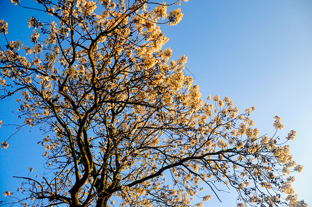 泡桐花树背景图片
