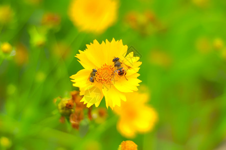 蜜蜂采蜜花高清图片素材