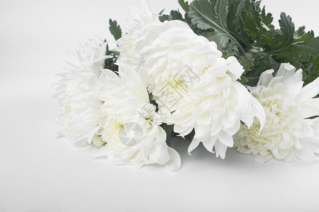白色菊花清明节白菊图片素材