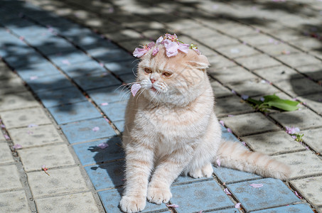 粉色猫咪雨伞花与猫咪背景
