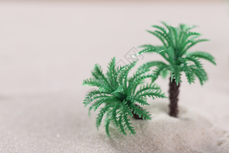 一颗小椰子树创意沙滩微距背景