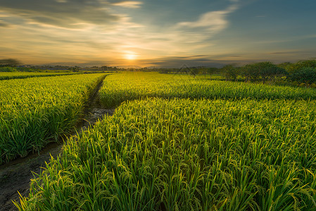 种水稻桂林会仙湿地稻田背景