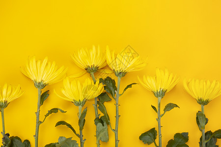 纯色排列黄色菊花背景