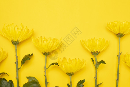 纯色排列黄色菊花背景