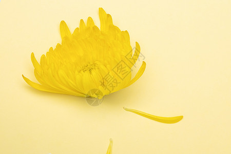 黄色菊花祭奠菊花图片素材