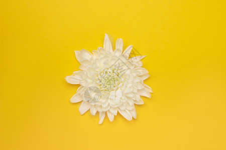 白色菊花鲜花白菊图片素材