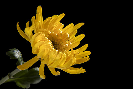 深色图片黄色菊花背景