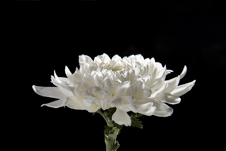 白色菊花八月白菊图片素材
