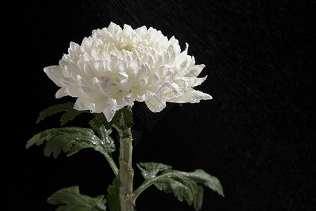 黑底牡丹素材白色菊花背景