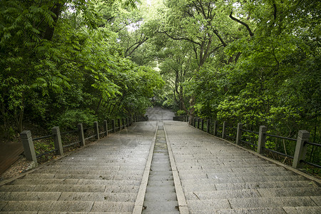 森林公园楼梯雨后高清图片素材