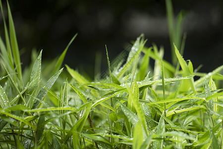 春天的竹叶雨后翠竹高清图片