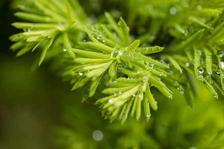 春天的树叶绿色清新水珠高清图片