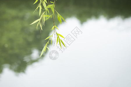 柳树嫩芽湖边的垂柳背景