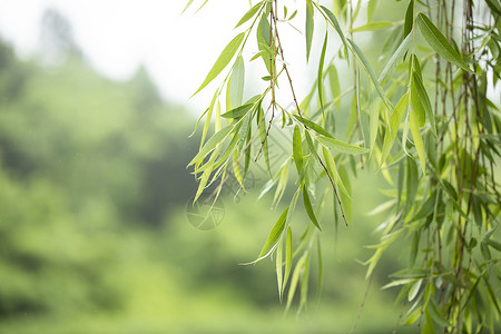 古风柳树春天的垂柳背景