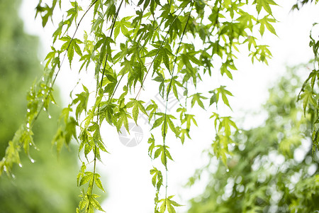 夏至枫叶森林小雨高清图片