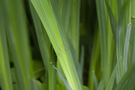 螳螂女壁纸春天的草丛背景