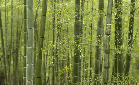 毛竹竹叶夏季竹林背景