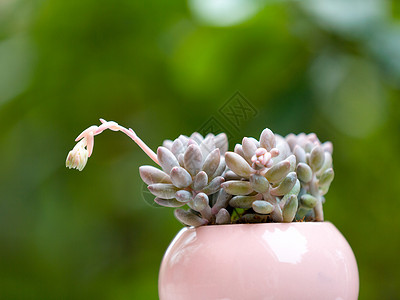 多肉植物背景图片