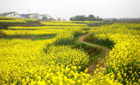 田间小路田间小路高清图片