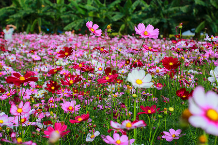 波斯菊满格桑花高清图片