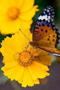 雏菊上的枯叶蝶背景图片