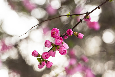春天盛开的花朵背景图片