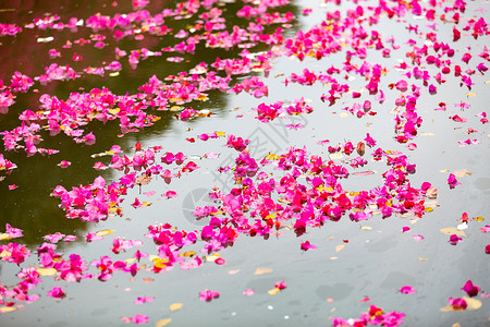 樱花落在河里落花背景