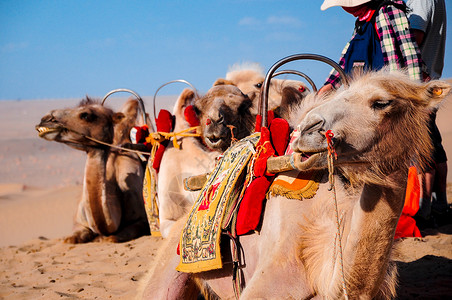 骆驼食草动物双峰高清图片