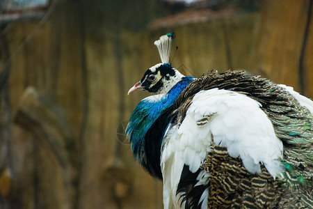孔雀动物园高清图片素材