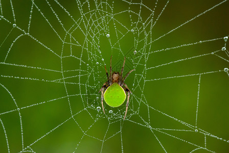 蜘蛛网带水珠蜘蛛网微距背景