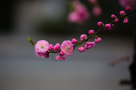 春花绽放绽放的春花背景