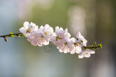 绽放的春花背景图片