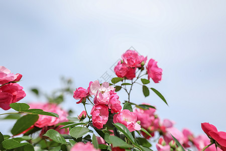 藤本月季月季花背景