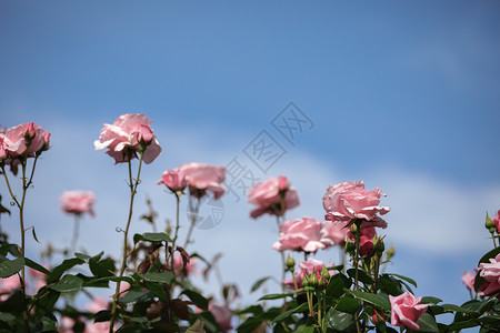 粉色月季花挂画粉色月季花背景