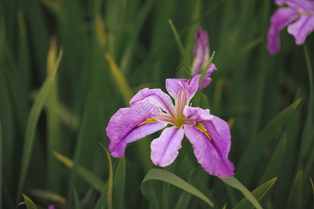 紫色罗兰花花卉紫色鸢尾花背景
