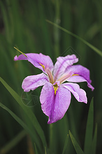 紫色鸢尾花盛开鸢尾草高清图片