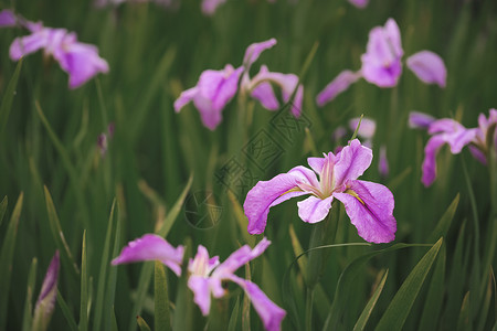 紫色鸢尾花背景