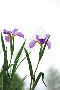 紫色鸢尾花图片