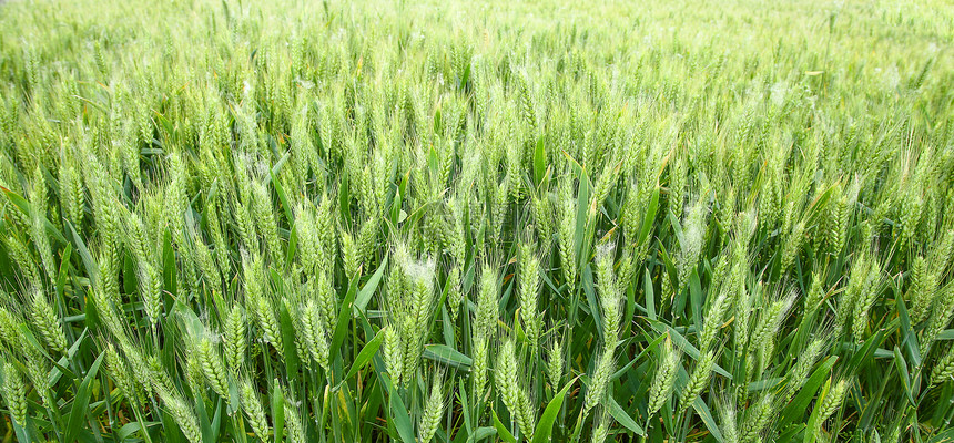 小麦种植