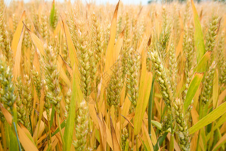 成熟小麦一望无际的麦田图片素材