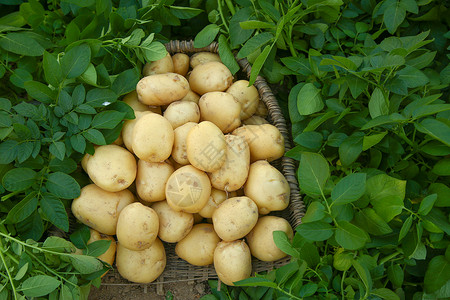 土豆种植现挖土豆背景
