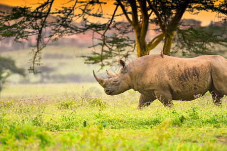 非洲黑犀牛草原上犀牛高清图片