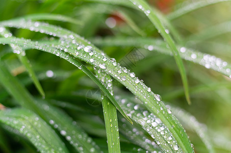 金针蘑沾满水滴的萱草背景