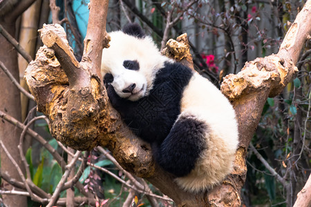 成都大熊猫繁育研究基地正在打架的熊猫幼崽背景图片