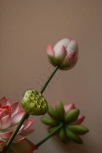 油画风格的仿真荷花图片