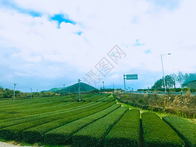 悦诗风吟济州岛绿茶博物馆背景