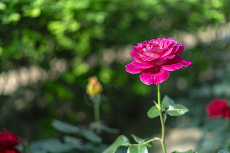 月季花素材玫瑰花背景