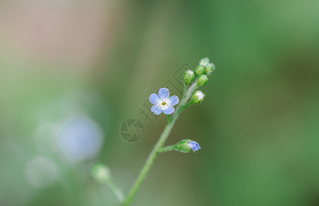 黄蓝色小花附地菜蓝色小花微距背景