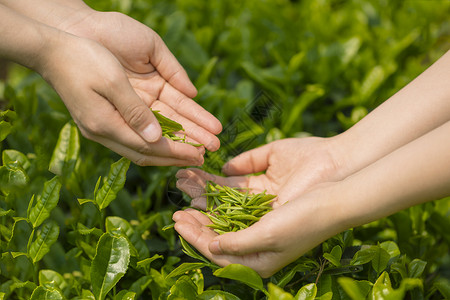 茶韵春茶递茶背景