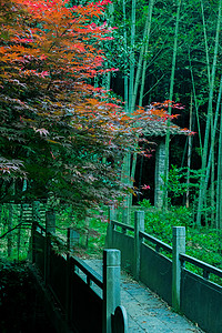 小桥旁的枫树图片